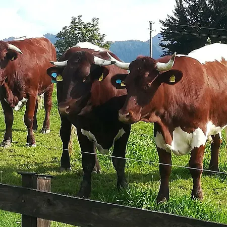 Fritzenwenger * Übersee