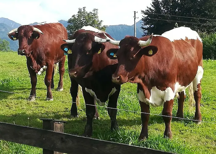 Fritzenwenger * Übersee